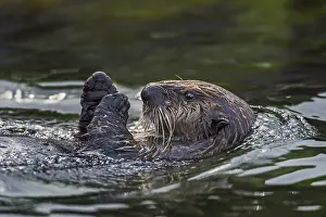 Enhydra: Sea Otter (Enhydra lutris)