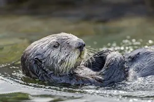 Enhydra: Sea Otter (Enhydra lutris)