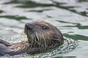 Enhydra: Sea Otter (Enhydra lutris)