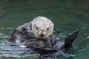150518: Sea Otter (Enhydra lutris)