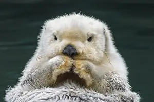 Relaxing: Sea Otter (Enhydra lutris)