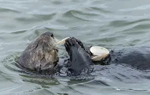 Caught: Sea otter, Enhydra lutris, eating clam caught in