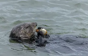 Caught: Sea otter, Enhydra lutris, eating clam caught in