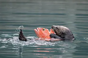 Captured: Sea otter (Enhydra lutris) eats captured fish in