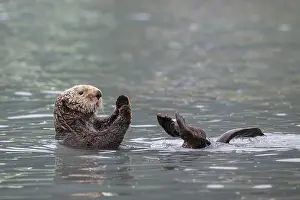 Floats: Sea otter (Enhydra lutris) floats on back, Seward