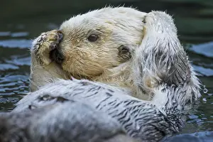 Enhydra: Sea Otter (Enhydra lutris) grooming. Keeping their