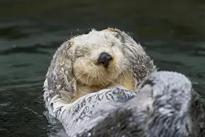 Enhydra: Sea Otter (Enhydra lutris) grooming. Keeping their