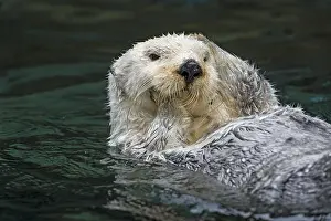 Enhydra: Sea Otter (Enhydra lutris) grooming. Keeping their