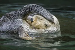 Shock: Sea Otter (Enhydra lutris) grooming. Keeping their
