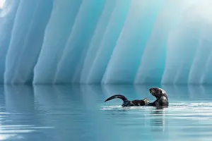 Lutrinae: Sea Otter (Enhydra lutris) in front of an iceberg