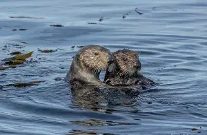 Free: Sea otter, Enhydra lutris, mother and son feedin