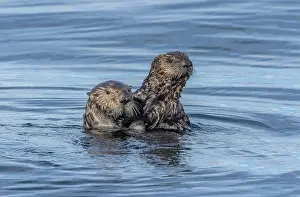 Free: Sea otter, Enhydra lutris, mother and son feedin