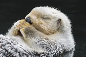 Prayers: Sea Otter (Enhydra lutris) resting
