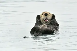 Enhydra: Sea otter ( Enhydra lutris ) resting on the surface