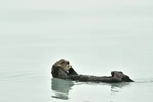 Enhydra: Sea otter ( Enhydra lutris ) resting on the surface