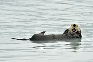 Vertebre: Sea otter ( Enhydra lutris ) resting on the surface
