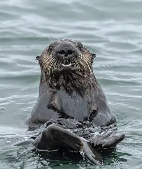 Kelp: Sea otter, Enhydra lutris, in the sea, on the coast