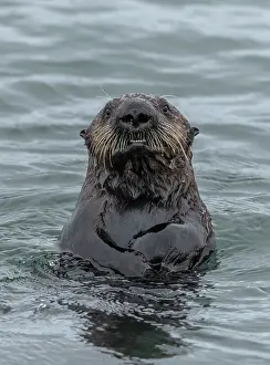 Kelp: Sea otter, Enhydra lutris, in the sea, on the coast