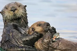 Clams: Sea Otter - female holding young pup while it feeds on clam