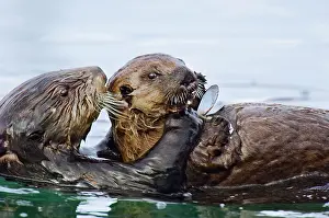 Sharing: Sea Otter - female sharing food with her pup