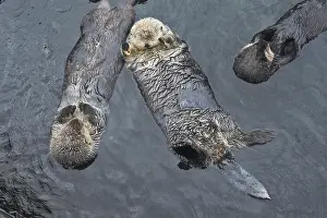 Backs: Sea Otter - three floating on their backs