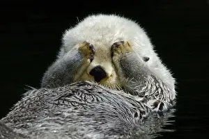 Sea Otter - grooming