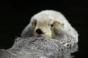 Enhydra: Sea Otter - grooming