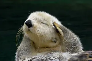 Enhydra: Sea Otter - grooming
