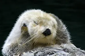 Enhydra: Sea Otter - grooming