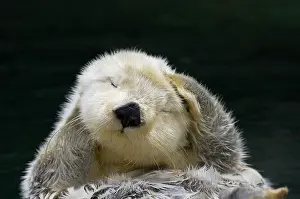 Enhydra: Sea Otter - grooming