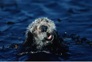 Washing: SEA OTTER GROOMING