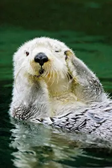 Pat And Tom Leeson: Sea Otter - grooming