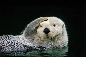 Pat And Tom Leeson: Sea Otter - grooming