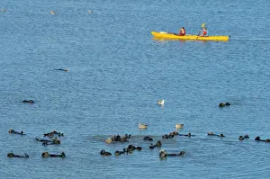 Paddling: Sea Otter - Kayakers paddling near a raft of sea