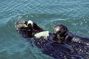 Intelligence: Sea Otter - Mother and pup