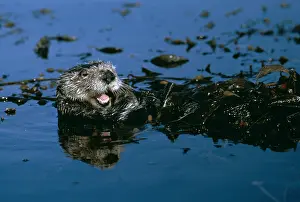 Wrapped: SEA OTTER - with mouth open, resting with kelp wrapped