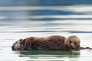 Grooms: Sea Otter - pup nursing while mother grooms pup