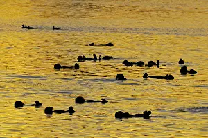Raft: Sea Otter - raft at sunrise