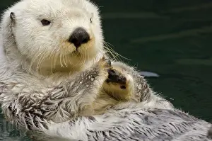 Enhydra: Sea Otter - resting on back