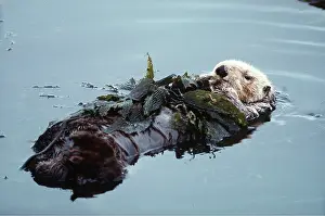 Intelligence: SEA OTTER - resting with kelp wrapped around body