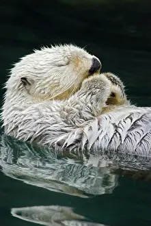 Enhydra: Sea Otter - sleeping