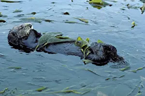 Prevent: SEA OTTER - sleeping, lying on back in water. Resting