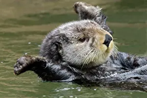 Enhydra: Sea Otter - stretching after short nap
