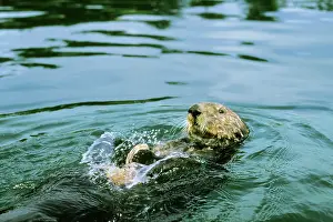 Smashing: Sea Otter - Using tool to crack clam on rock