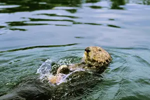 Smashing: Sea Otter - Using tool cracking clam on rock