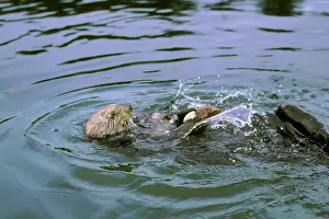 Smashing: Sea Otter - Using tool cracking clam on rock