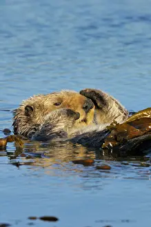 Napping: Sea Otter - wrapped in kelp - keeps otter from