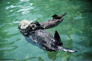 Bonnie Weisser: SEA OTTER - with young at rest