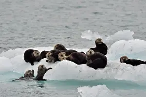 Otters: Sea Otters ( Enhydra lutris ) on ice, Valdez, Alaska