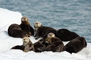 Vertebre: Sea Otters ( Enhydra lutris ) on ice, Valdez, Alaska